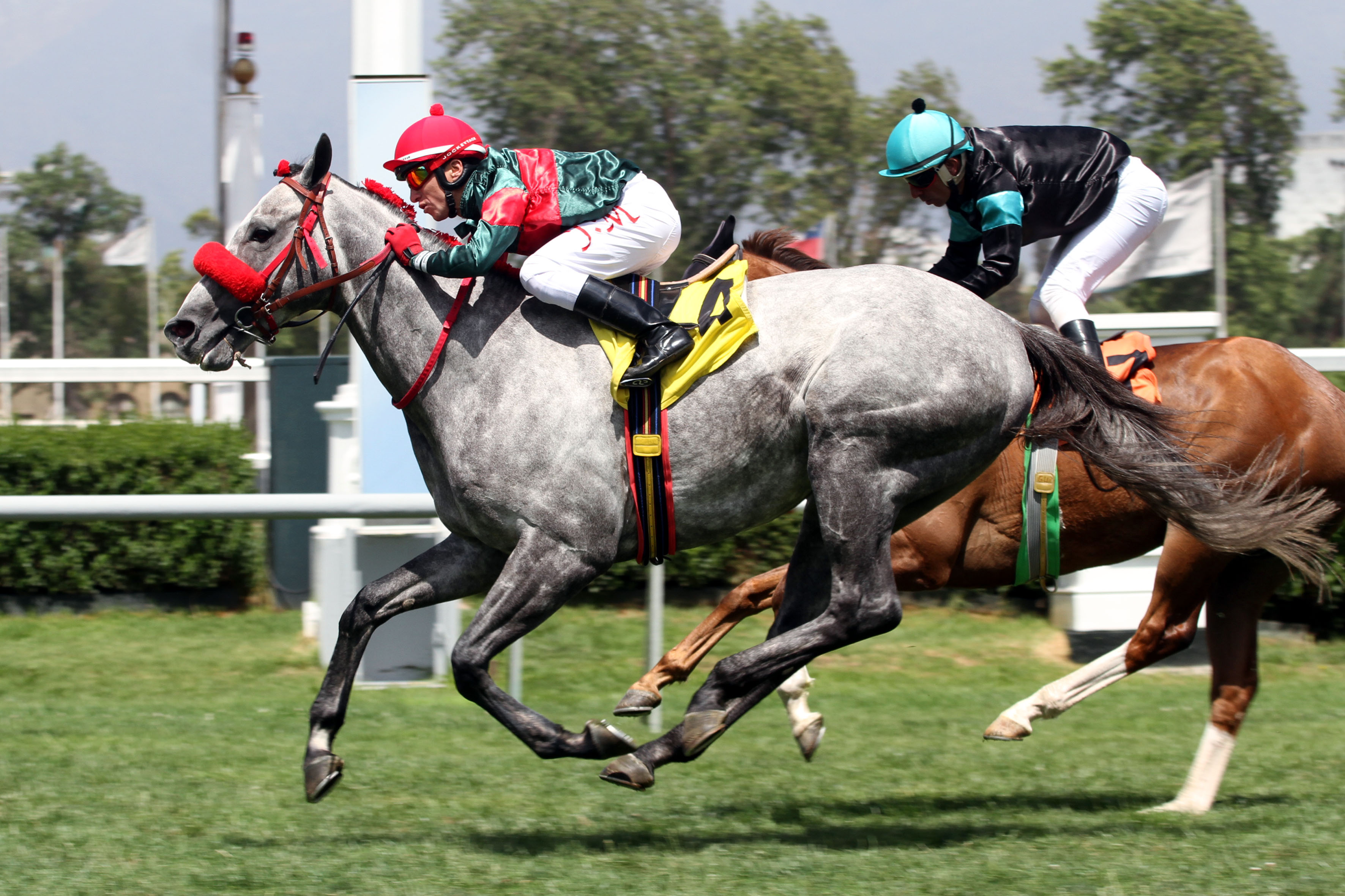 Gran Nevado (Rock of Gibraltar) se adjudica Handicap (1800m-Pasto-CHS). - Staff ElTurf.com