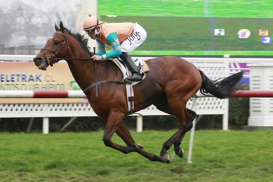 Grito Ganador (Rock of Gibraltar) conquistó Handicap (1600m-Pasto-CHS). - Staff ElTurf.com