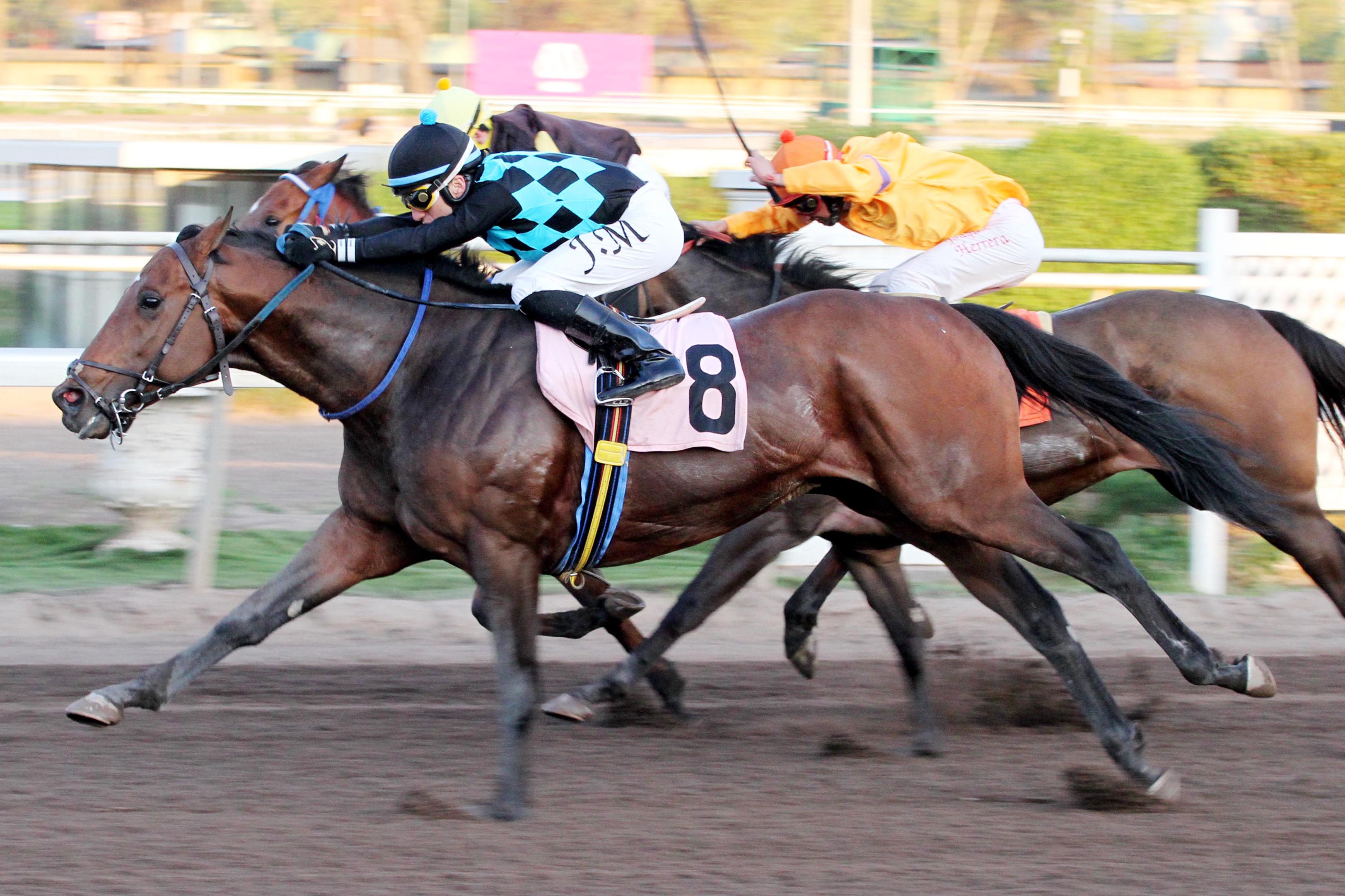 Camba (Bluegrass Cat) se queda con Handicap (1000m-Arena-CHS). - Staff ElTurf.com