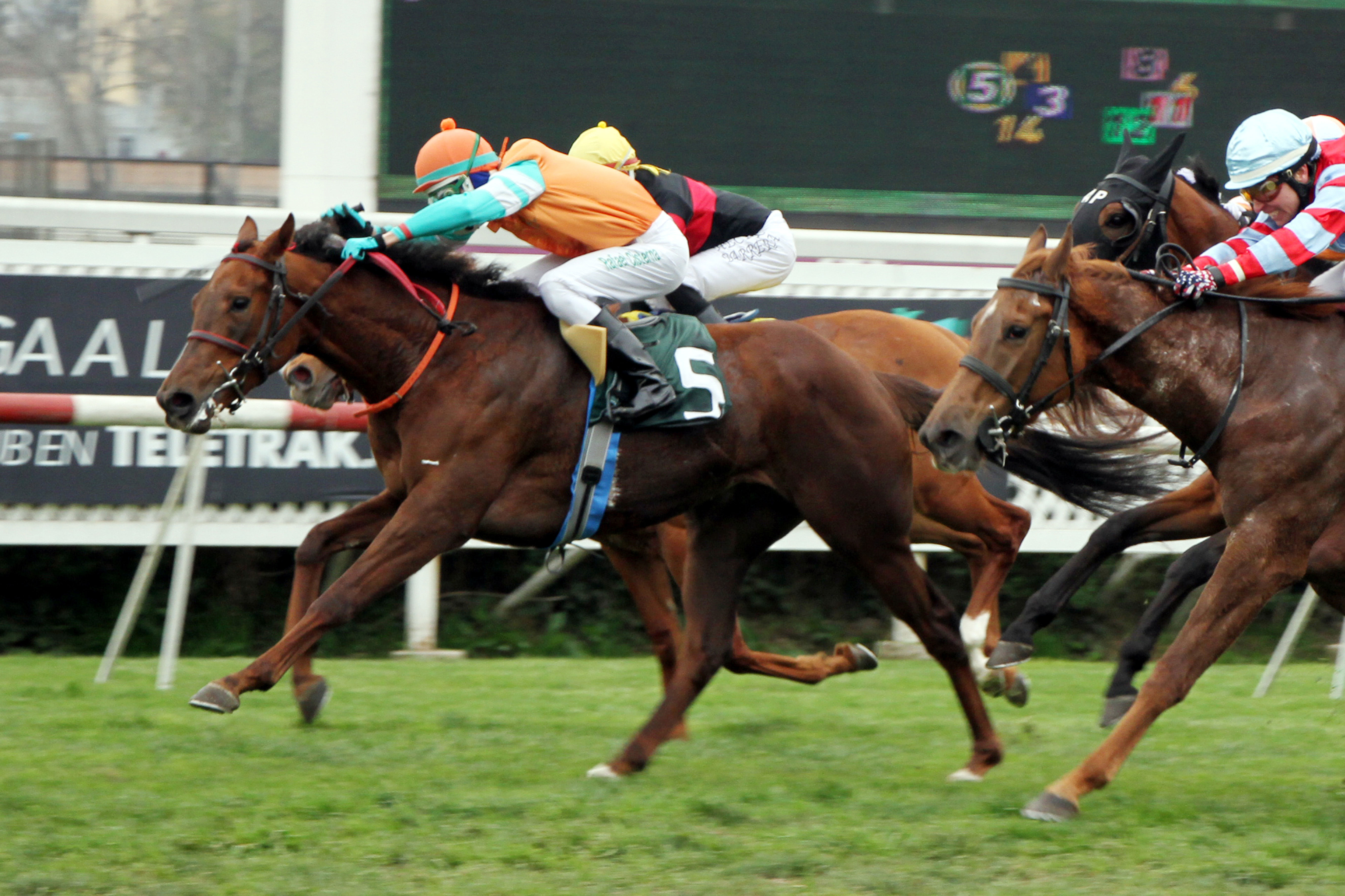 Sarcastica (Stevie Wonderboy) conquista Condicional (1000m-Pasto-CHS). - Staff ElTurf.com