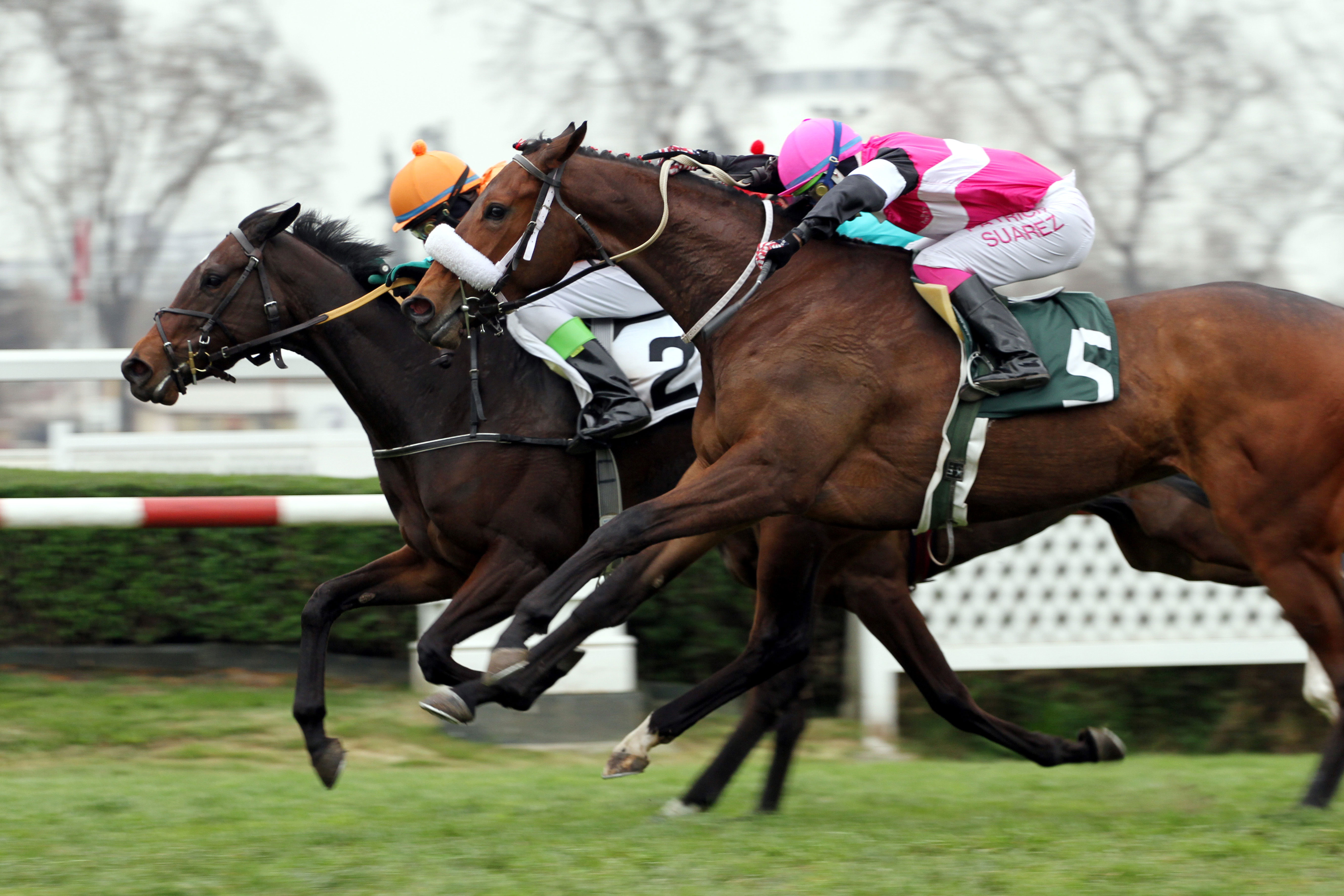 Disney Princess (Viscount Nelson) se queda con la victoria en Condicional (1600m-Pasto-CHS). - Staff ElTurf.com